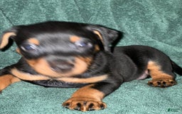 Miniature Pinscher dogs for sale: Onyx - Image 5