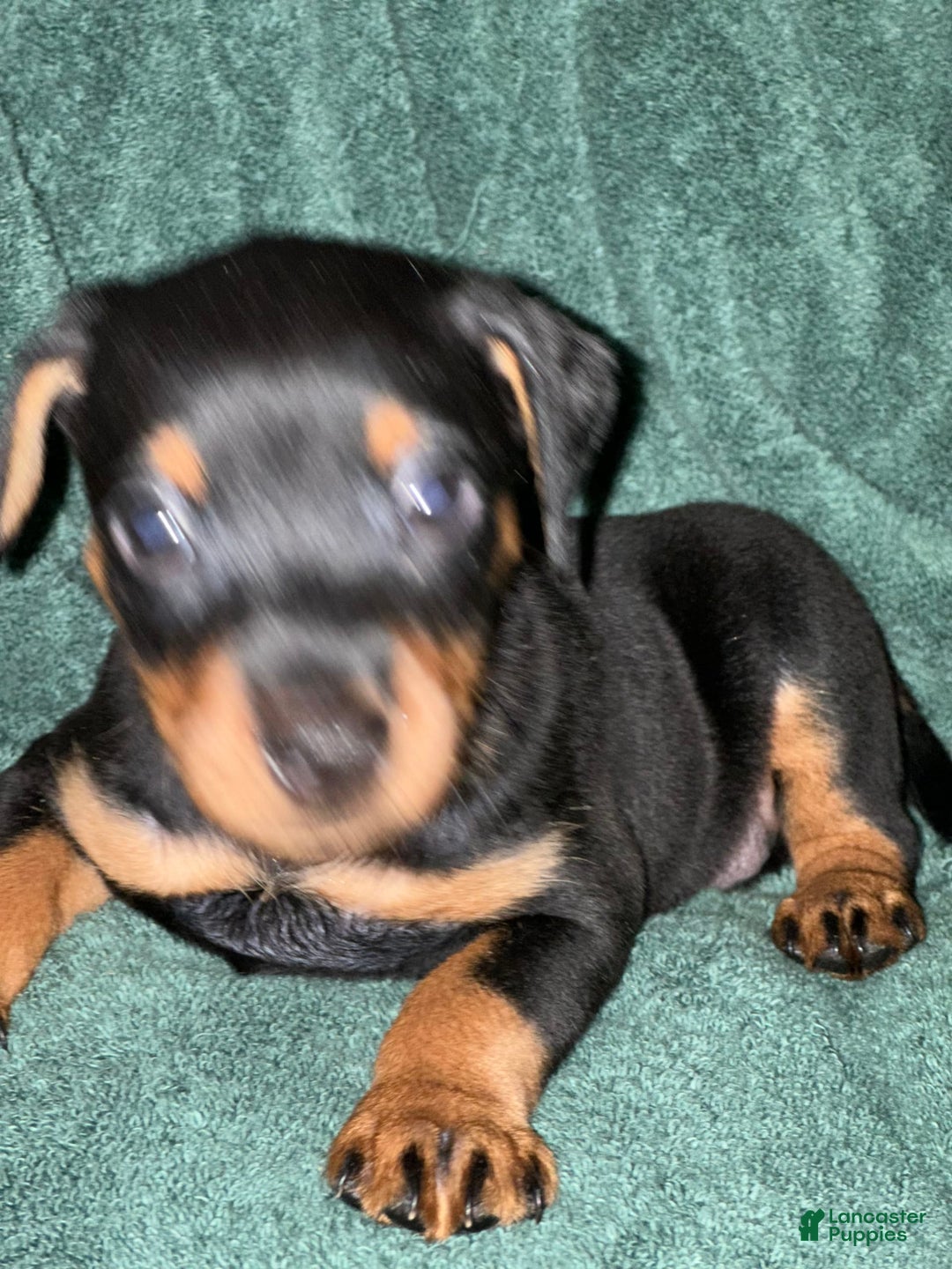 Miniature Pinscher dogs for sale: Onyx - Image 5