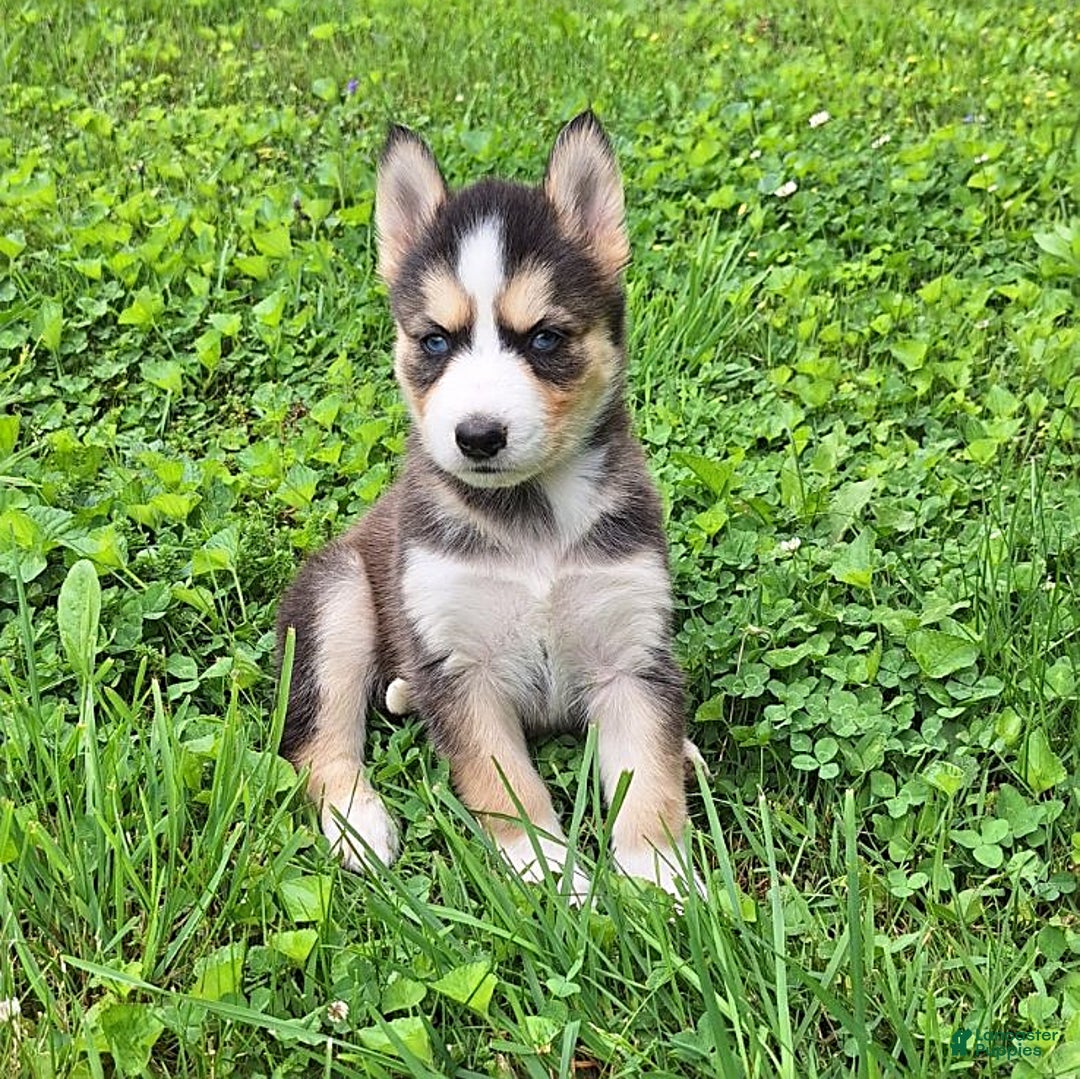 Gerberian Shepsky dogs for sale: Sue - Image 1