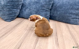 Boston Terrier dogs for sale: Archie - Image 1