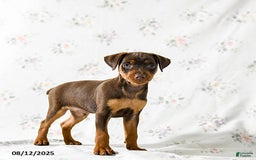 Miniature Pinscher dogs for sale: Chipper - Image 5