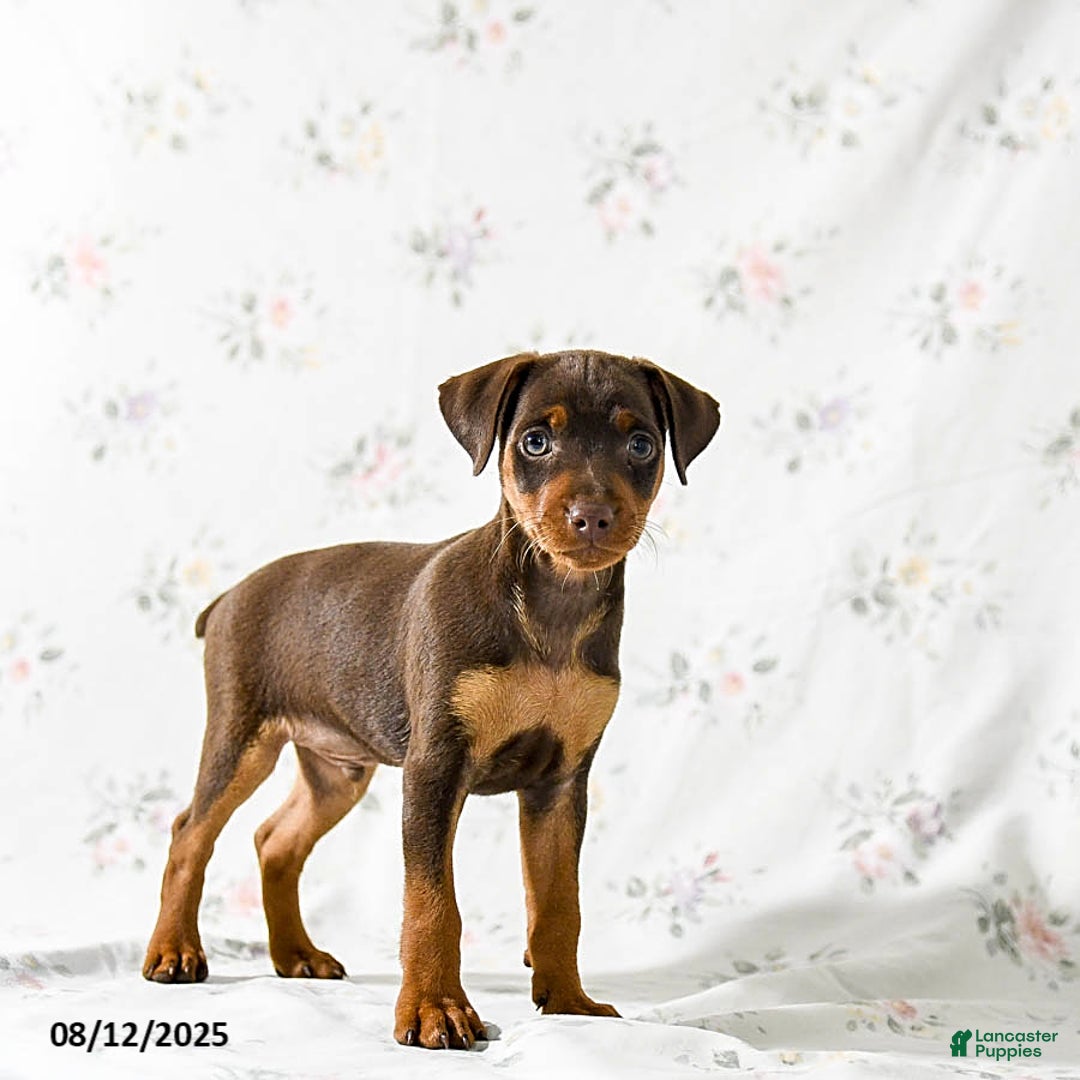 Miniature Pinscher dogs for sale: Chipper - Image 5
