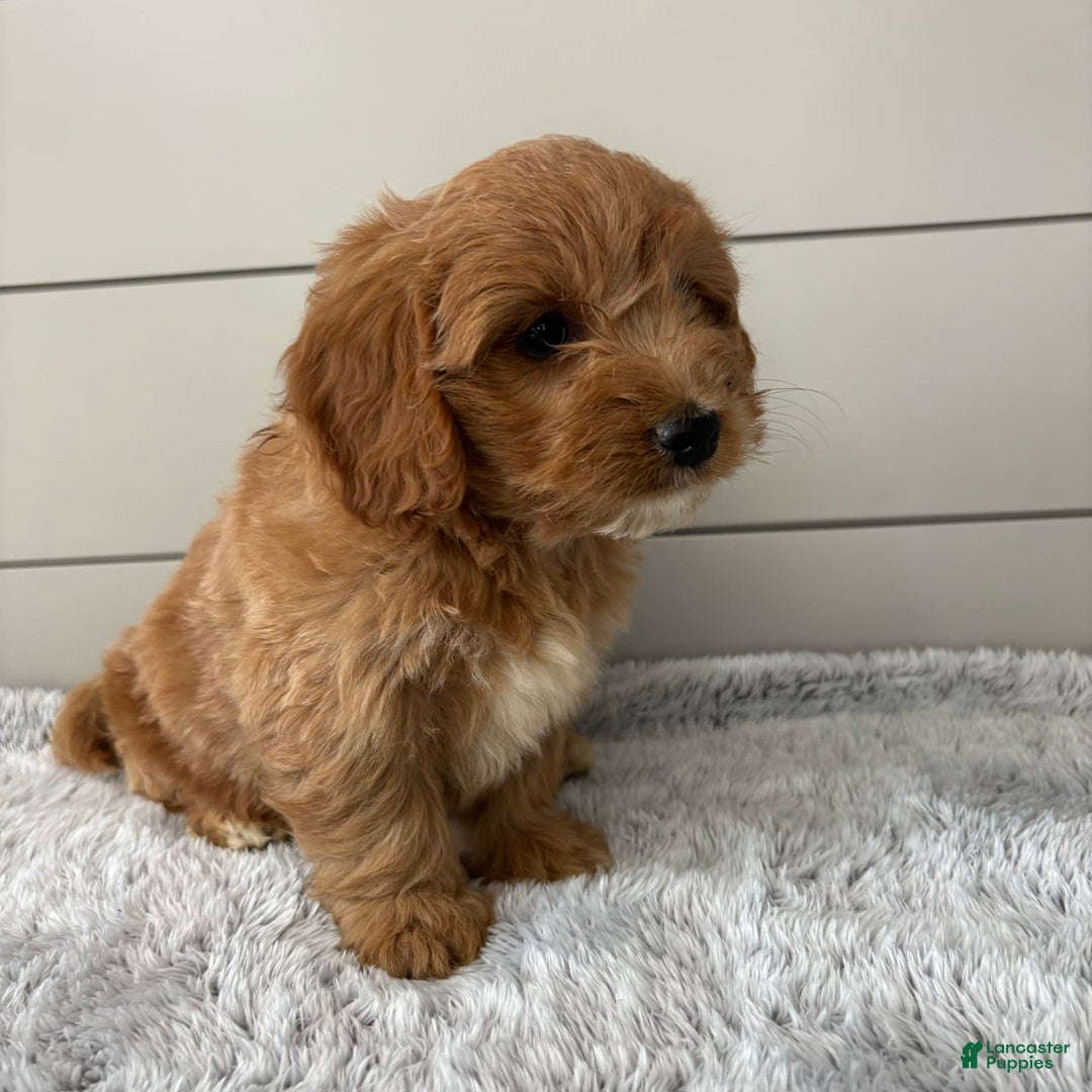  dogs for sale: Mini Goldendoodle 7 puppies - Image 22