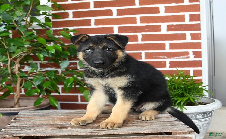 German Shepherd dogs - Advert 37