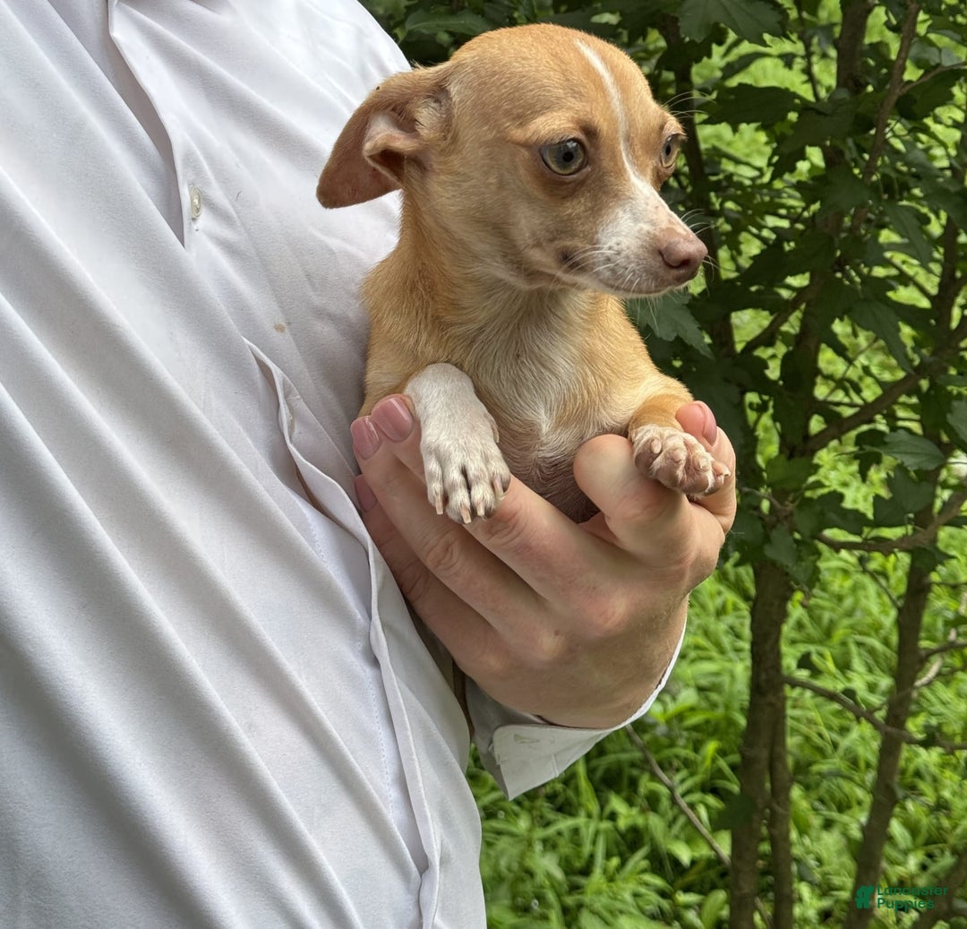 Chihuahua dogs for sale: Olive - Image 4