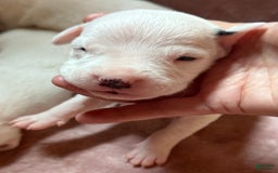 Dogo Argentino dogs for sale: M3 - Image 6