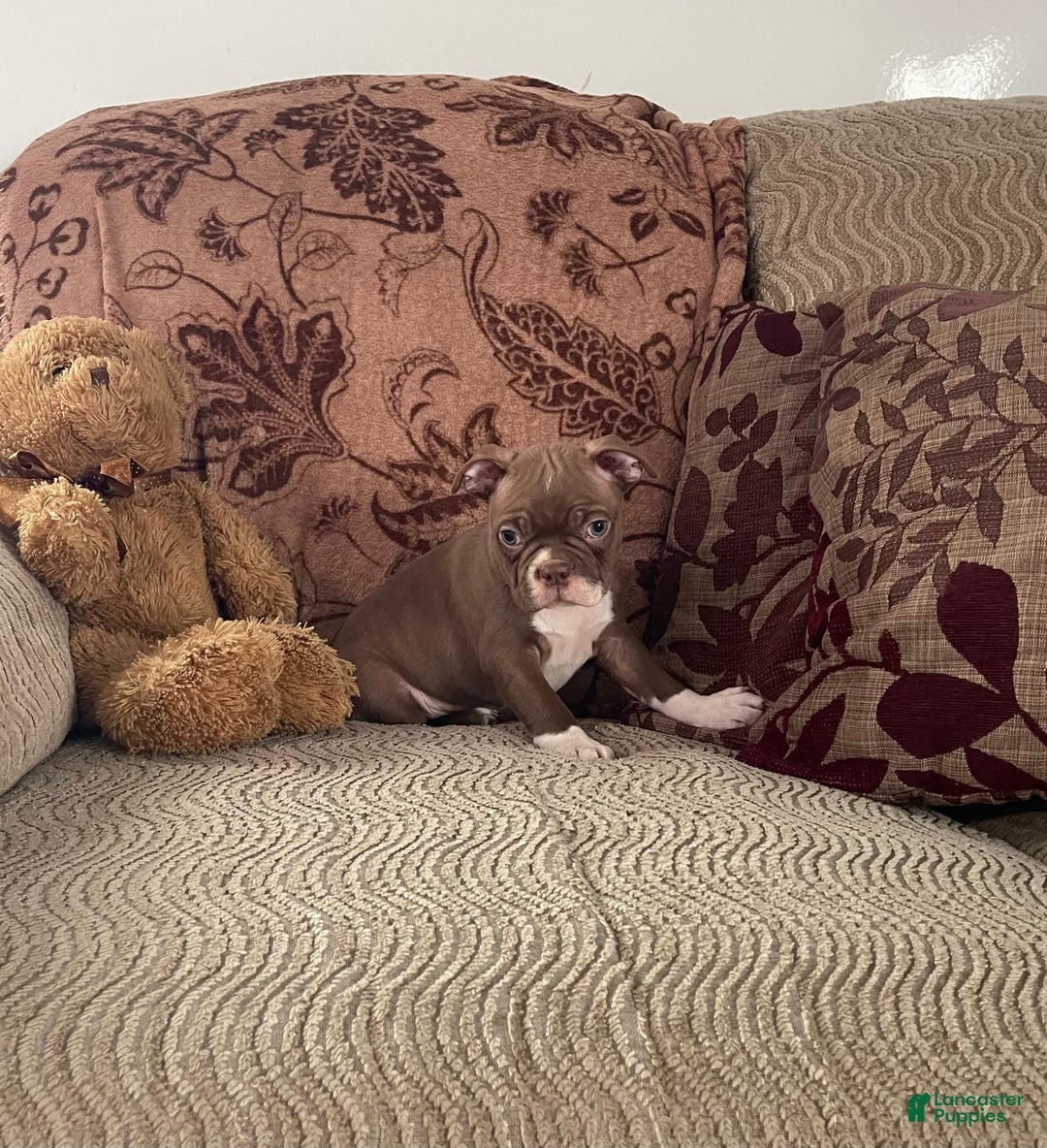 Boston Terrier dogs for sale: Harris - Image 3