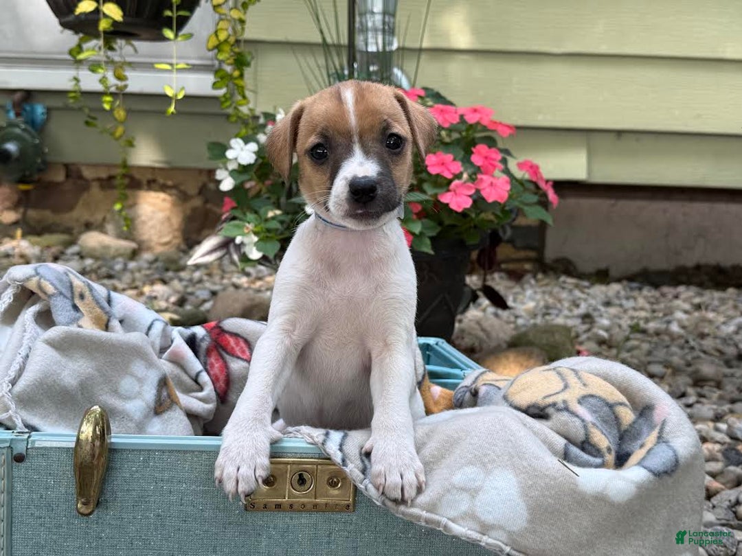 Jack Russell Terrier dogs for sale: Breezy - Image 3