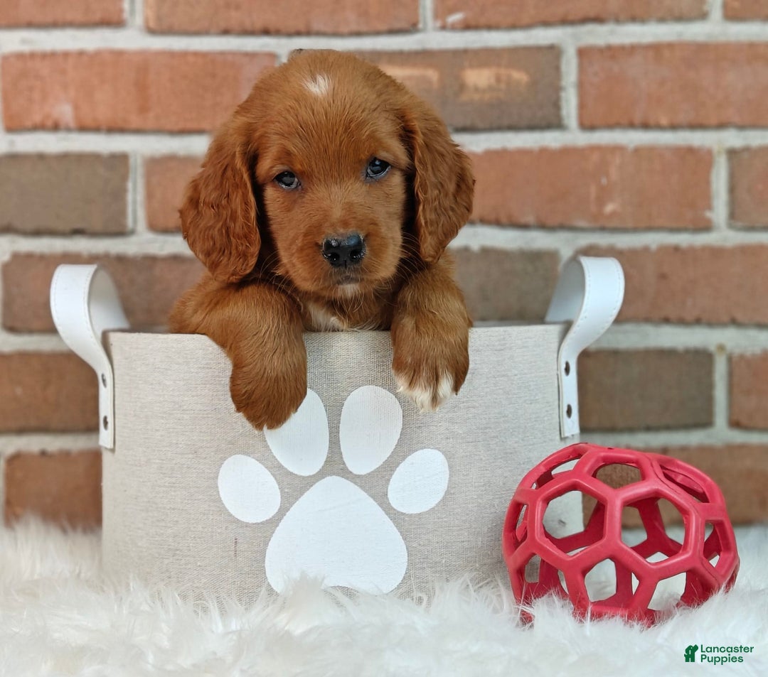 Goldendoodle dogs for sale: Ranger - Image 4