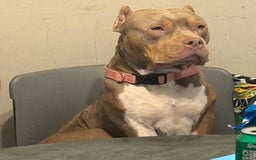 American Bully dogs for sale: Dozer - Image 12