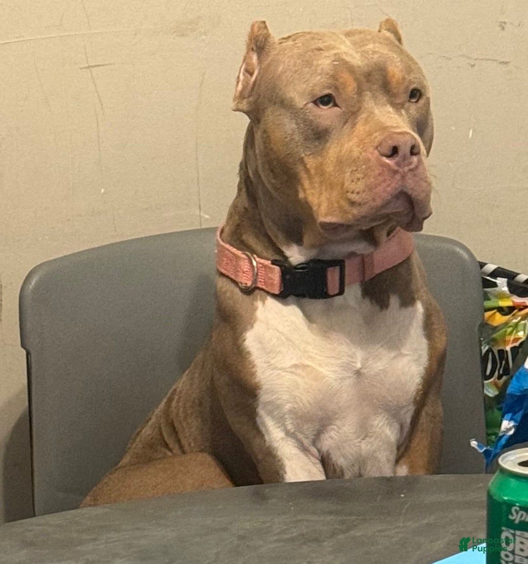 American Bully dogs for sale: Dozer - Image 12