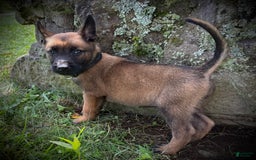 Belgian Malinois dogs for sale: Opal - Image 3