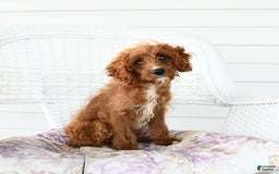 Cavapoo dogs for sale: Miracle - Image 1