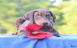 Doberman Pinscher dogs for sale: Rusty - Image 10