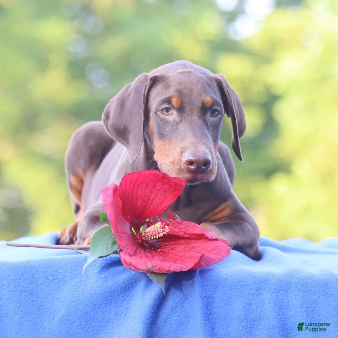 Doberman Pinscher dogs for sale: Rusty - Image 10
