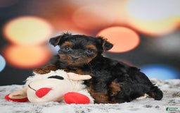 Yorkiepoo dogs for sale: Bingo - Image 11