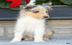 Collie dogs for sale: Pewter - Image 6