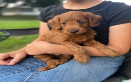  dogs for sale: Roscoe - Image 1