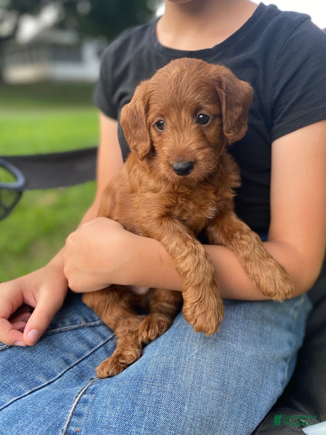  dogs for sale: Roscoe - Image 1