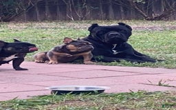 Cane Corso dogs for sale: Daisy - Image 6