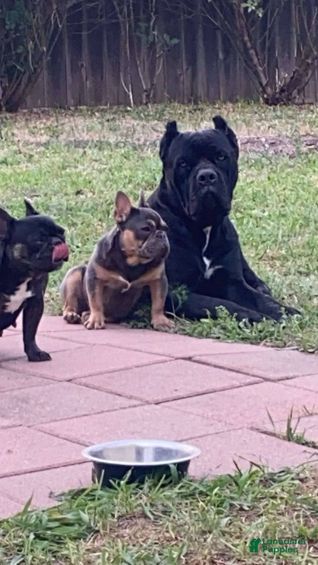 Cane Corso dogs for sale: Daisy - Image 6