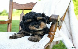 Havapoo dogs for sale: Pepper - Image 3