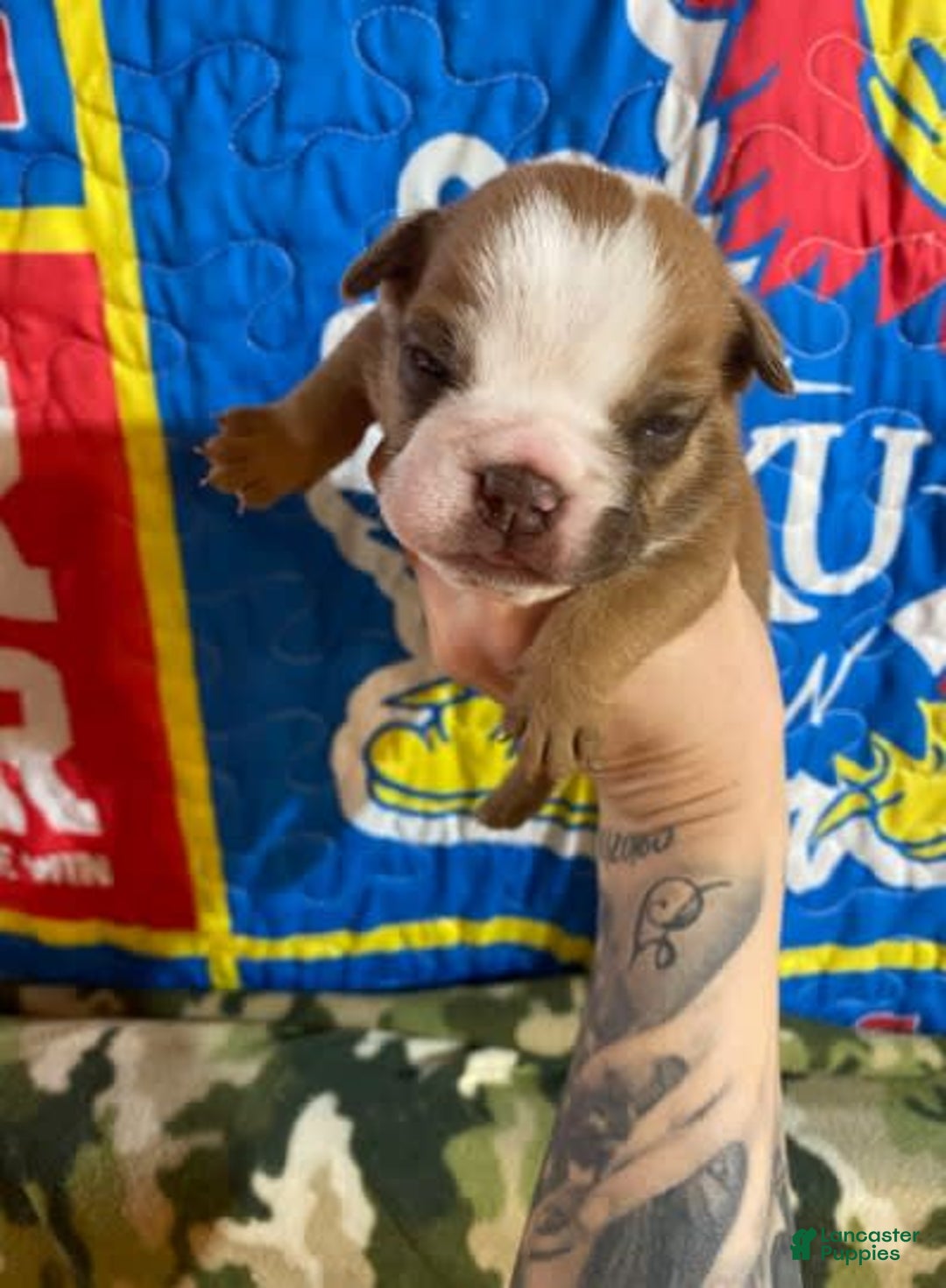 American Bulldog dogs for sale: Big Red - Image 6