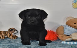 Labrador Retriever dogs for sale: Chloe - Image 10