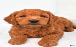 Mini Goldendoodle dogs for sale: Ollie - Image 7