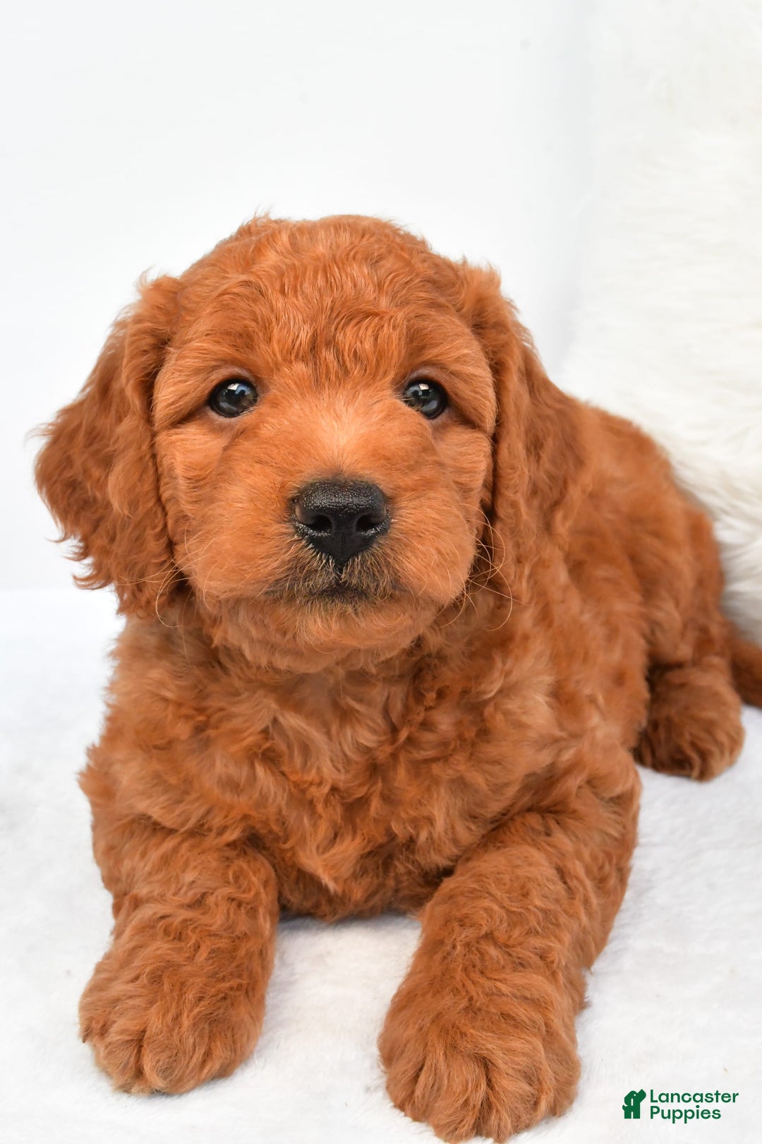 Mini Goldendoodle dogs for sale: Ollie - Image 7
