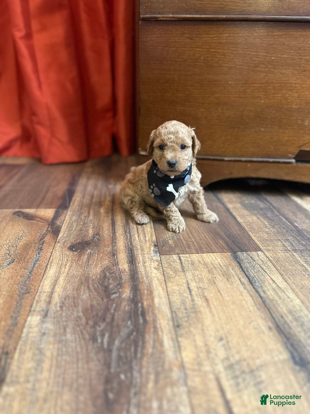 Bichpoo dogs for sale: Noah - Image 1