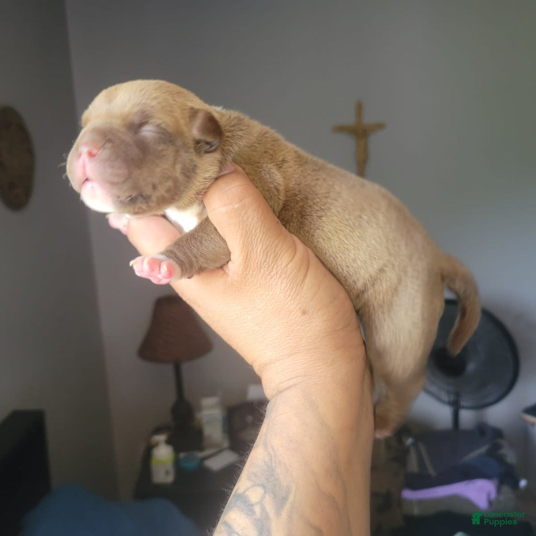 American Bully dogs for sale: Nutella - Image 3