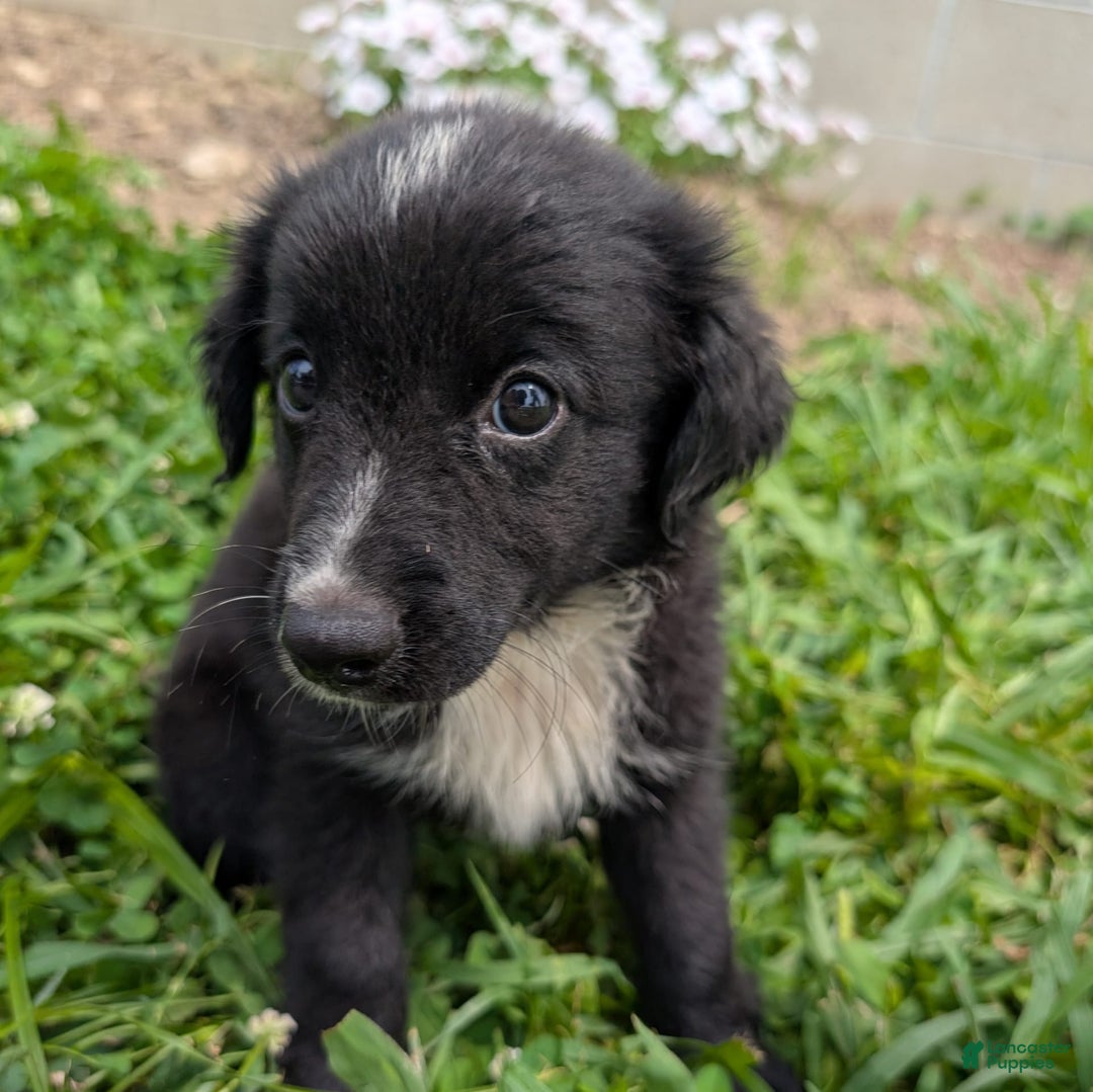 Miniature Australian Shepherd dogs for sale: Funnel Cake - Image 12
