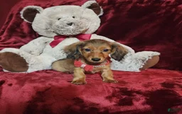 Miniature Dachshund dogs for sale: JOSIE - Image 1