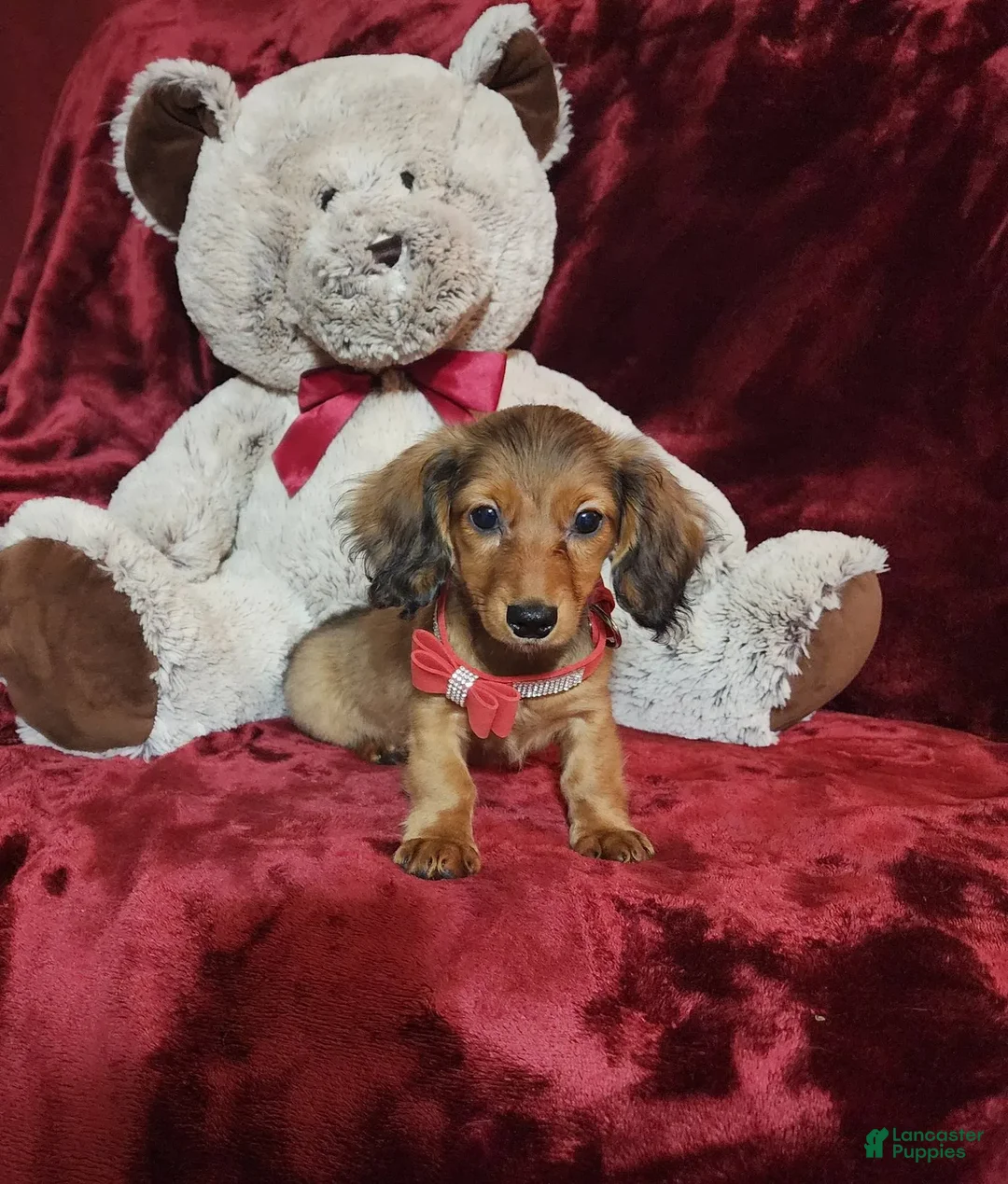 Miniature Dachshund dogs for sale: JOSIE - Image 1