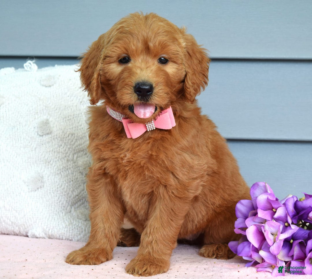 Goldendoodle dogs for sale: Cassie - Image 1