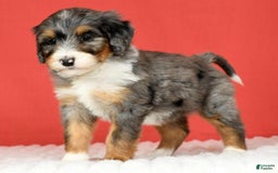 Bernedoodle dogs for sale: Stella - Image 4