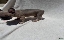 French Bulldog dogs for sale: Cassie - Image 8