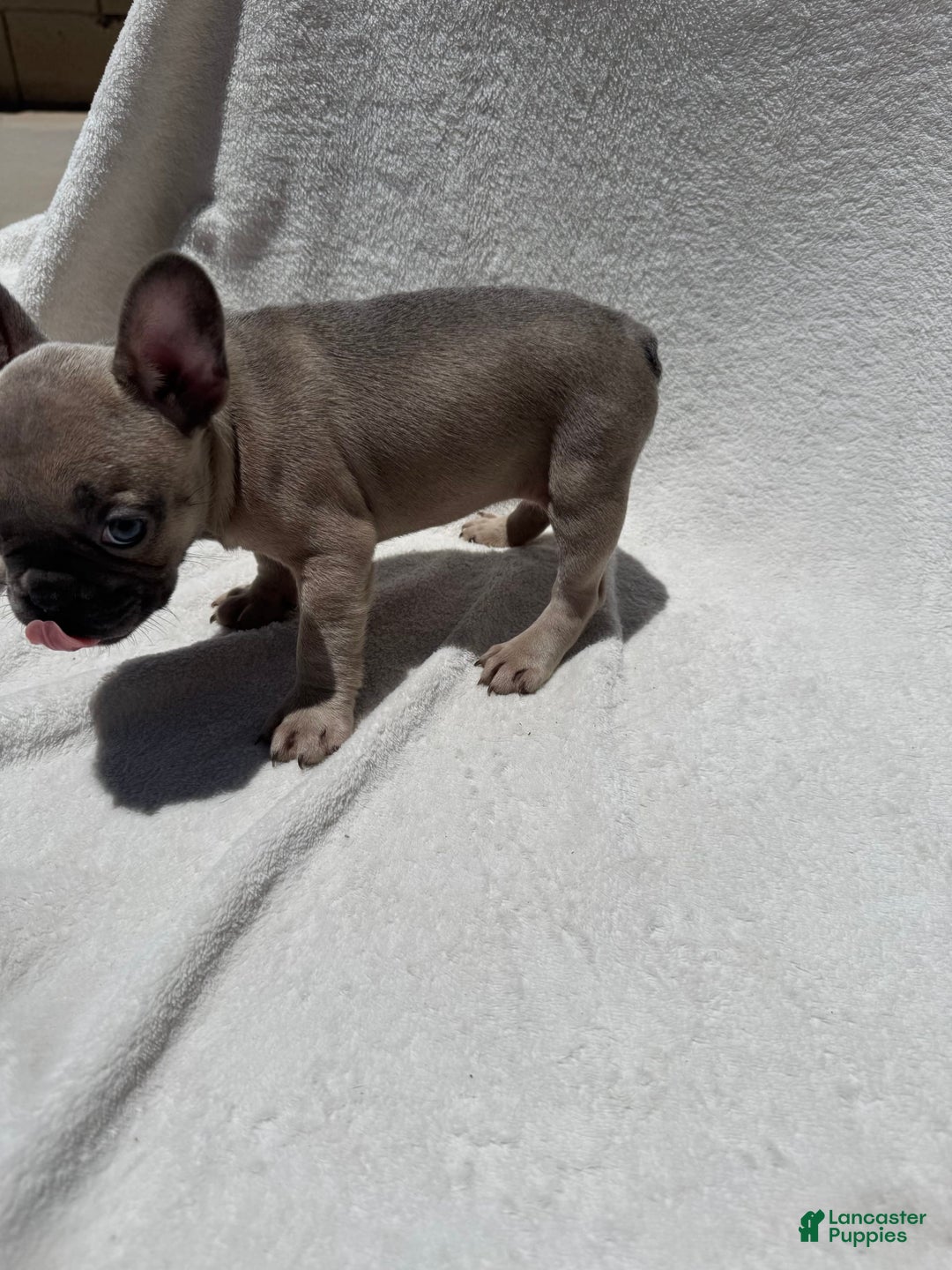 French Bulldog dogs for sale: Cassie - Image 8