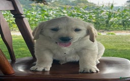 Golden Retriever dogs for sale: Friendly Fern - Image 5