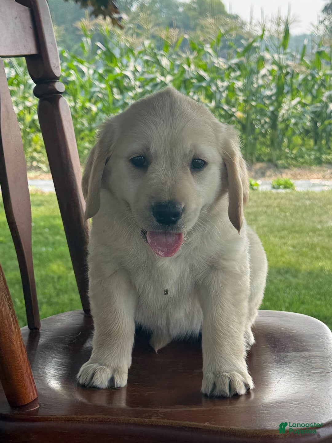 Golden Retriever dogs for sale: Friendly Fern - Image 5