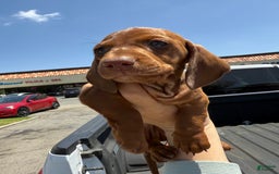 Miniature Dachshund dogs for sale: Otto - Image 13