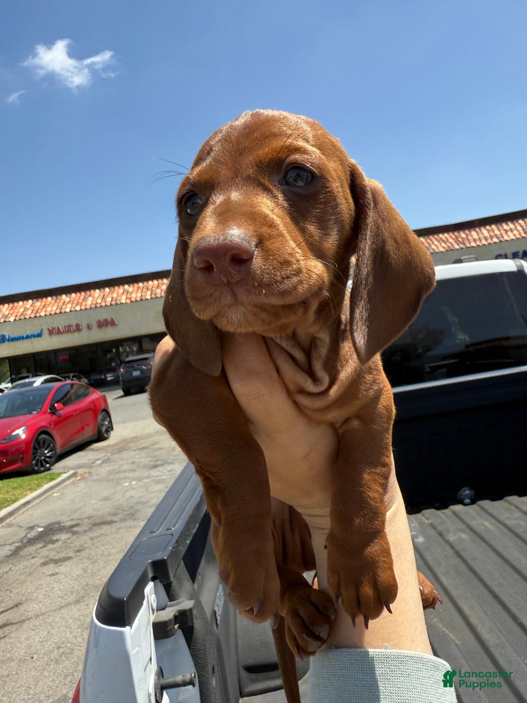 Miniature Dachshund dogs for sale: Otto - Image 13