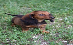 Miniature Dachshund dogs for sale: Dash - Image 1
