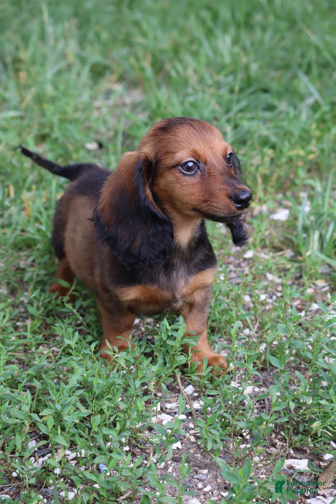 Miniature Dachshund dogs for sale: Dash - Image 1