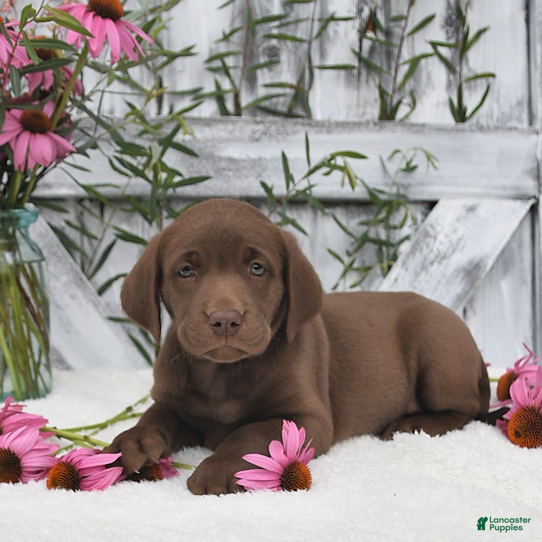 Labrador Retriever dogs for sale: Dixie - Image 3