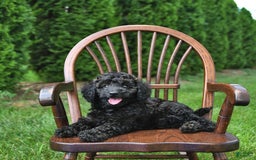 Mini Goldendoodle dogs for sale: Major - Image 3