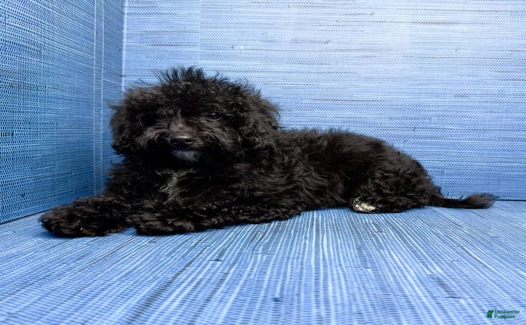 Maltipoo dogs - Advert 25