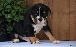 Beabull dogs for sale: Clint - Image 9