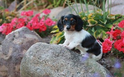 Miniature Dachshund dogs for sale: Barbie - Image 3